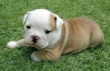 AKC English Bulldog Puppy - $500